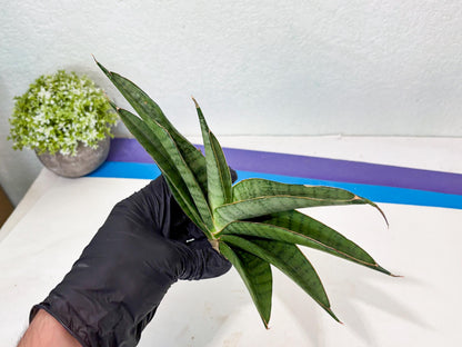 Sansevieria Tamara (ba4) (15) | Imported Hybrids