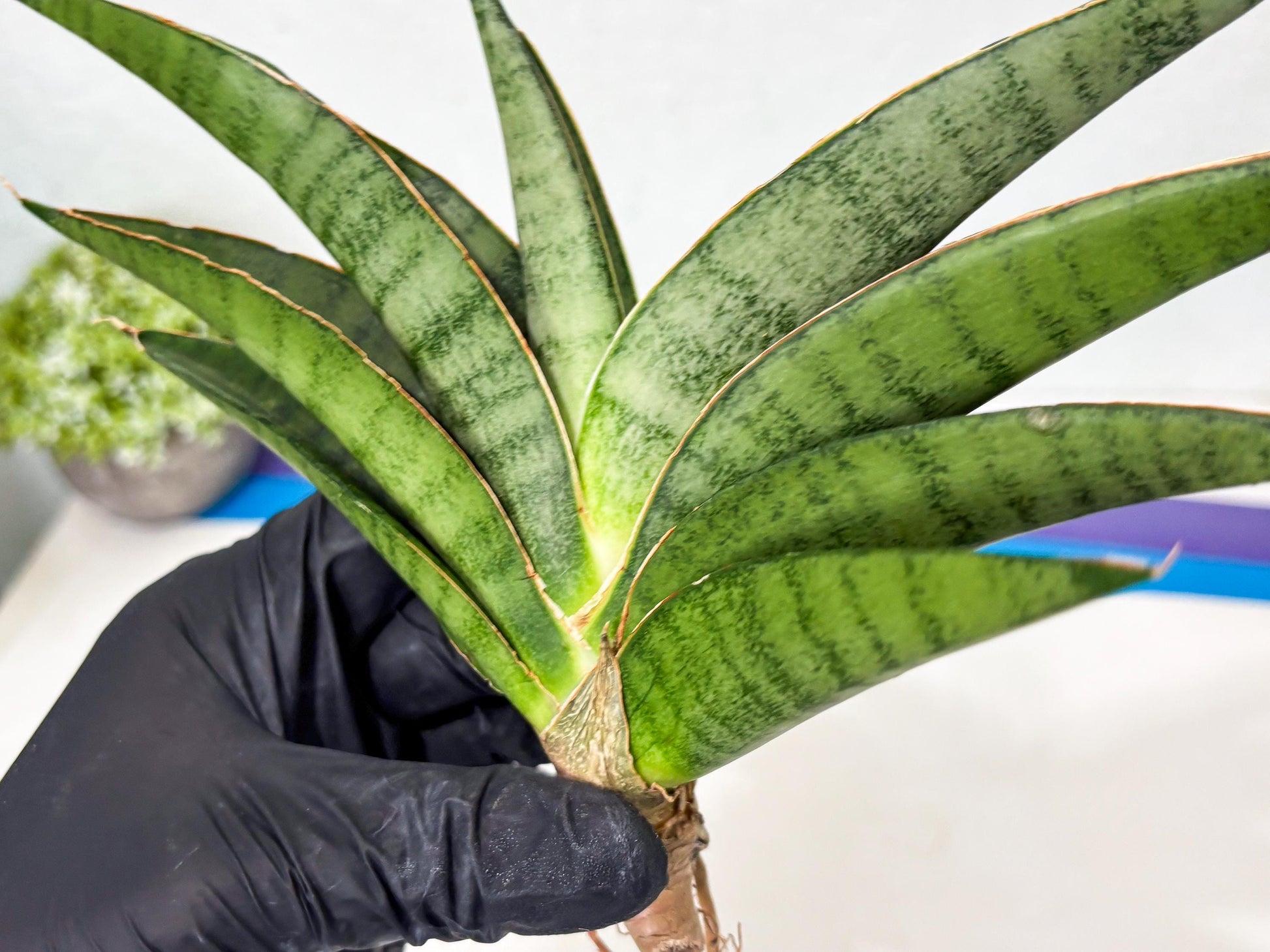 Sansevieria Tamara (ba4) (15) | Imported Hybrids