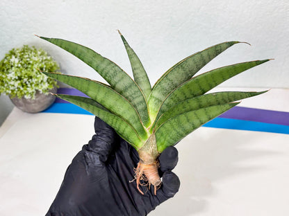 Sansevieria Tamara (ba4) (15) | Imported Hybrids