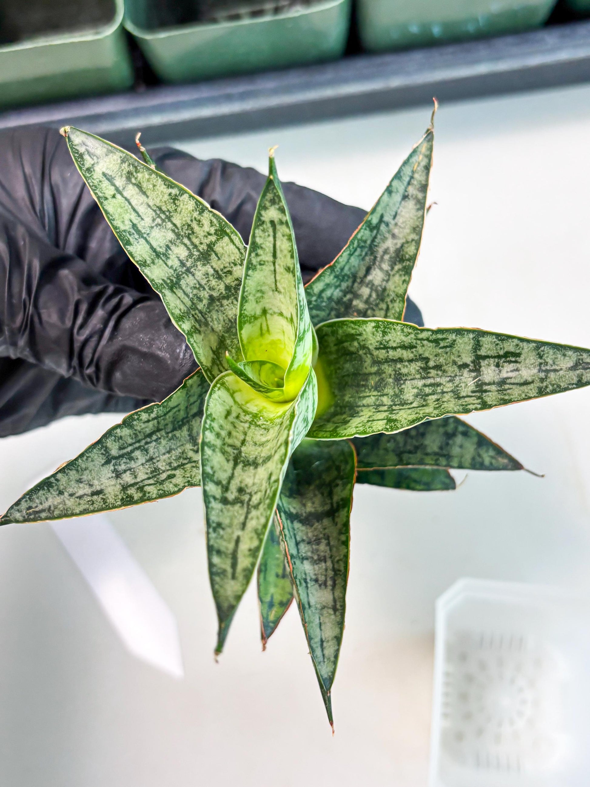 Sansevieria Toxin (ba4) (17) | rare Collection