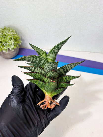 Sansevieria Toxin (ba4) (17) | rare Collection