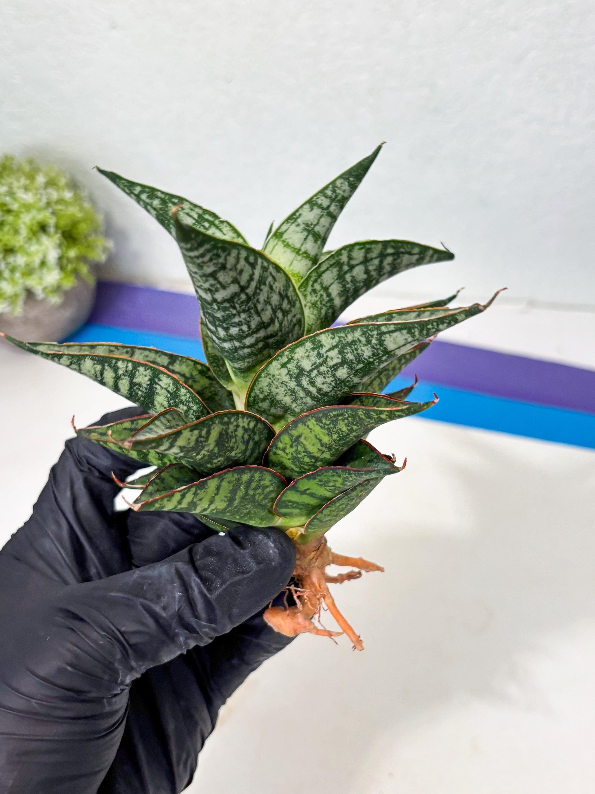 Sansevieria Toxin (ba4) (17) | rare Collection