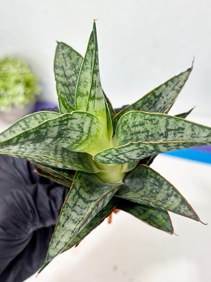 Sansevieria Toxin (ba4) (17) | rare Collection