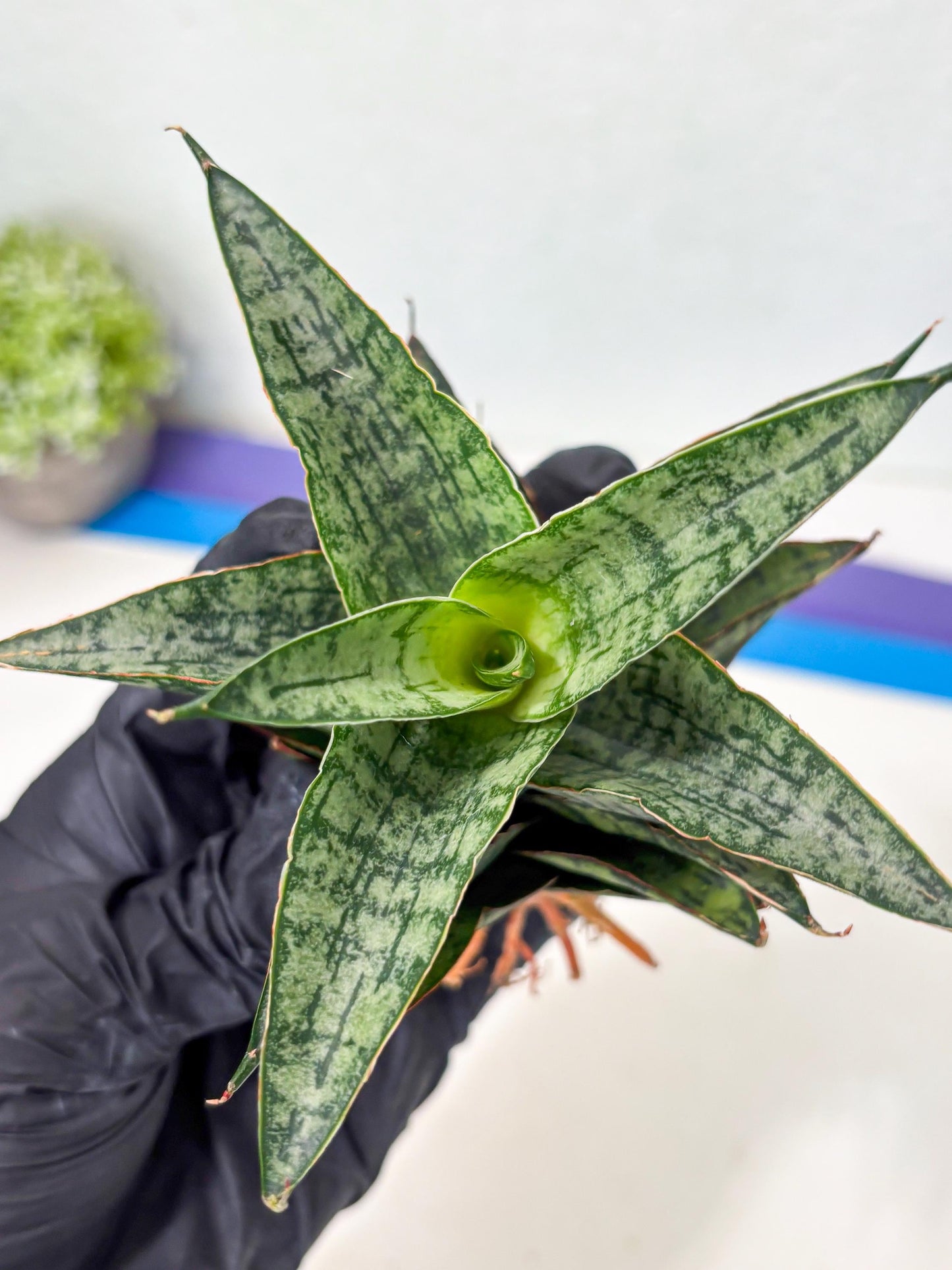 Sansevieria Toxin (ba4) (17) | rare Collection
