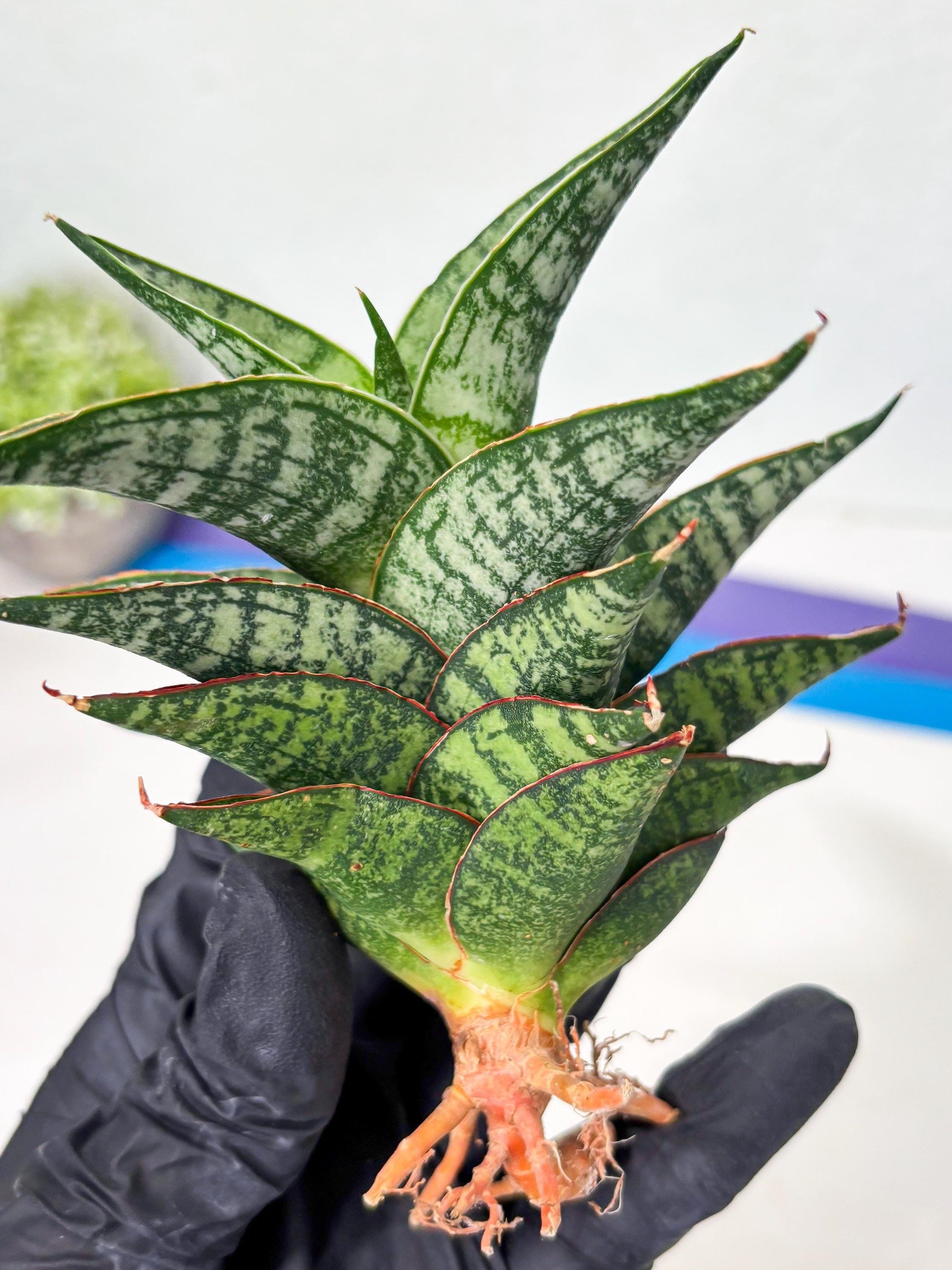 Sansevieria Toxin (ba4) (17) | rare Collection