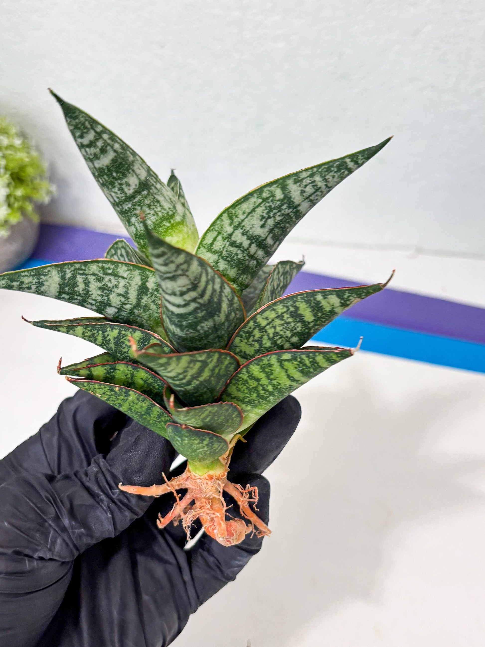 Sansevieria Toxin (ba4) (17) | rare Collection