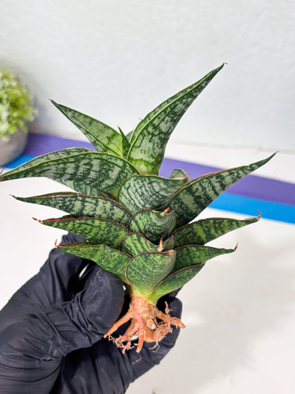 Sansevieria Toxin (ba4) (17) | rare Collection