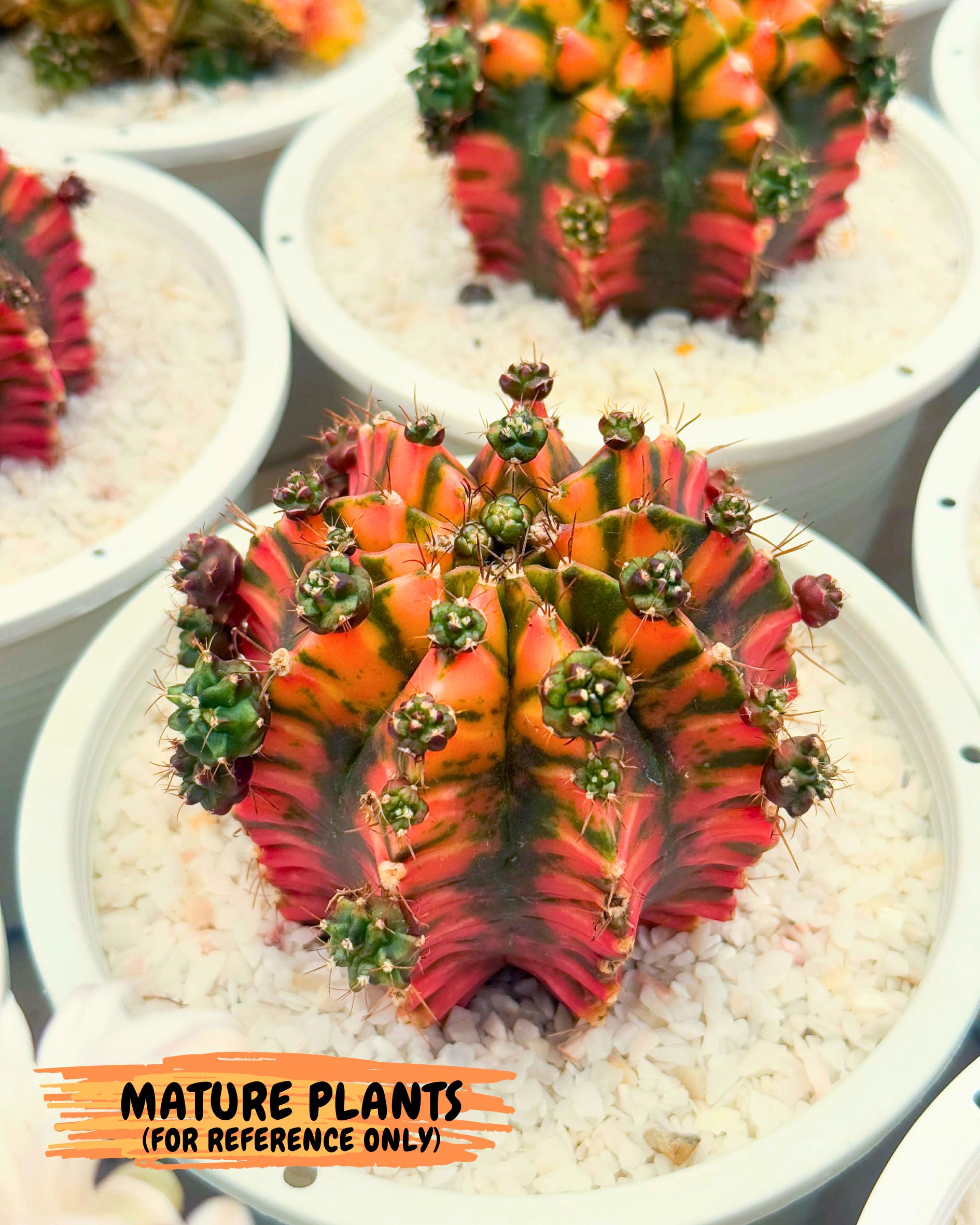 Gymnocalycium Dalah (gy7) (r5) | Rare Hybrids