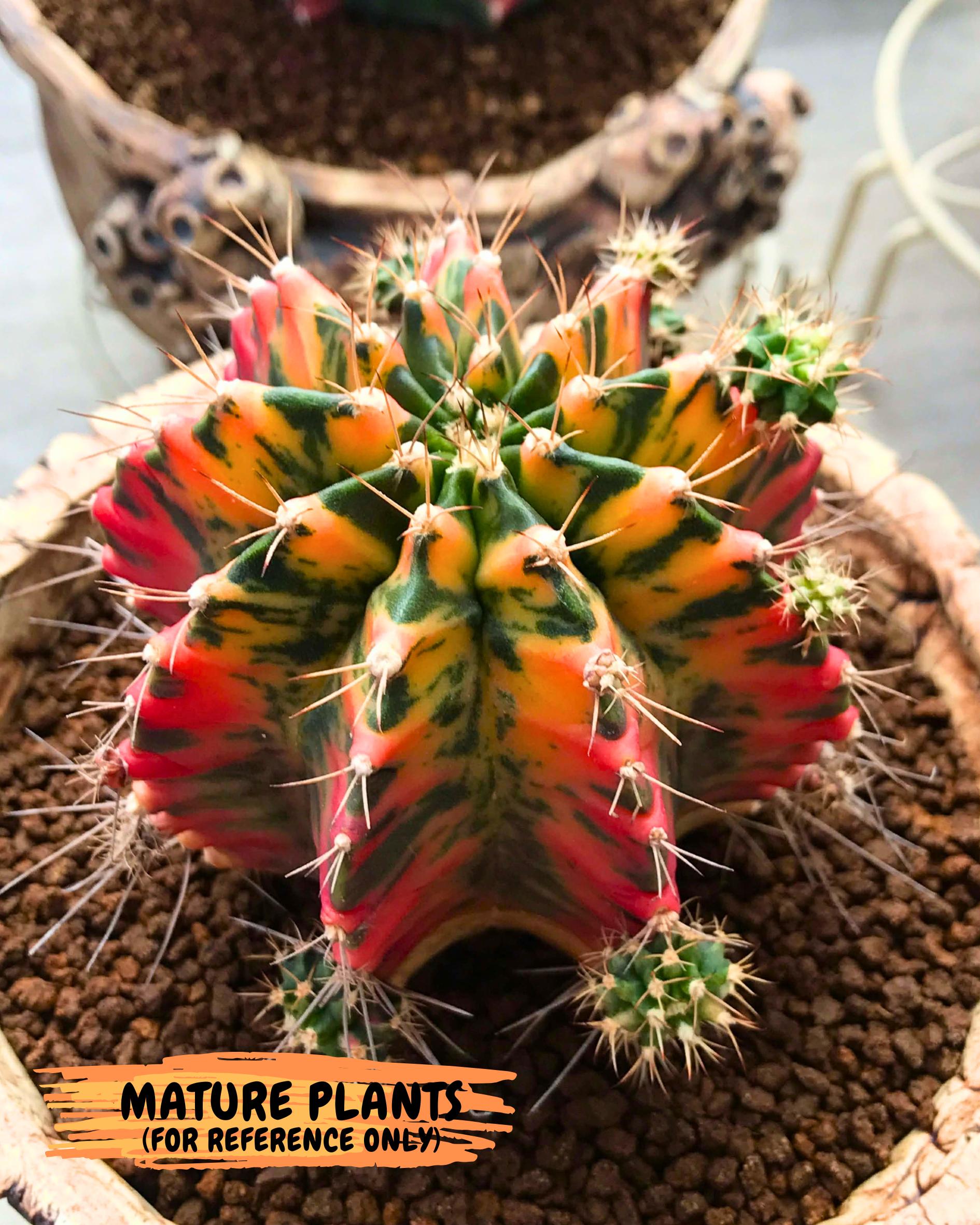 Gymnocalycium Starlight (gy6) (g3) | Rare Hybrid cactus