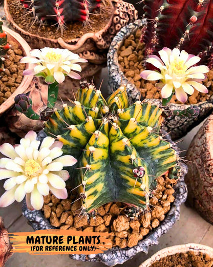 Gymnocalycium Stella (gy6) (y2) | Rare Hybrid cactus