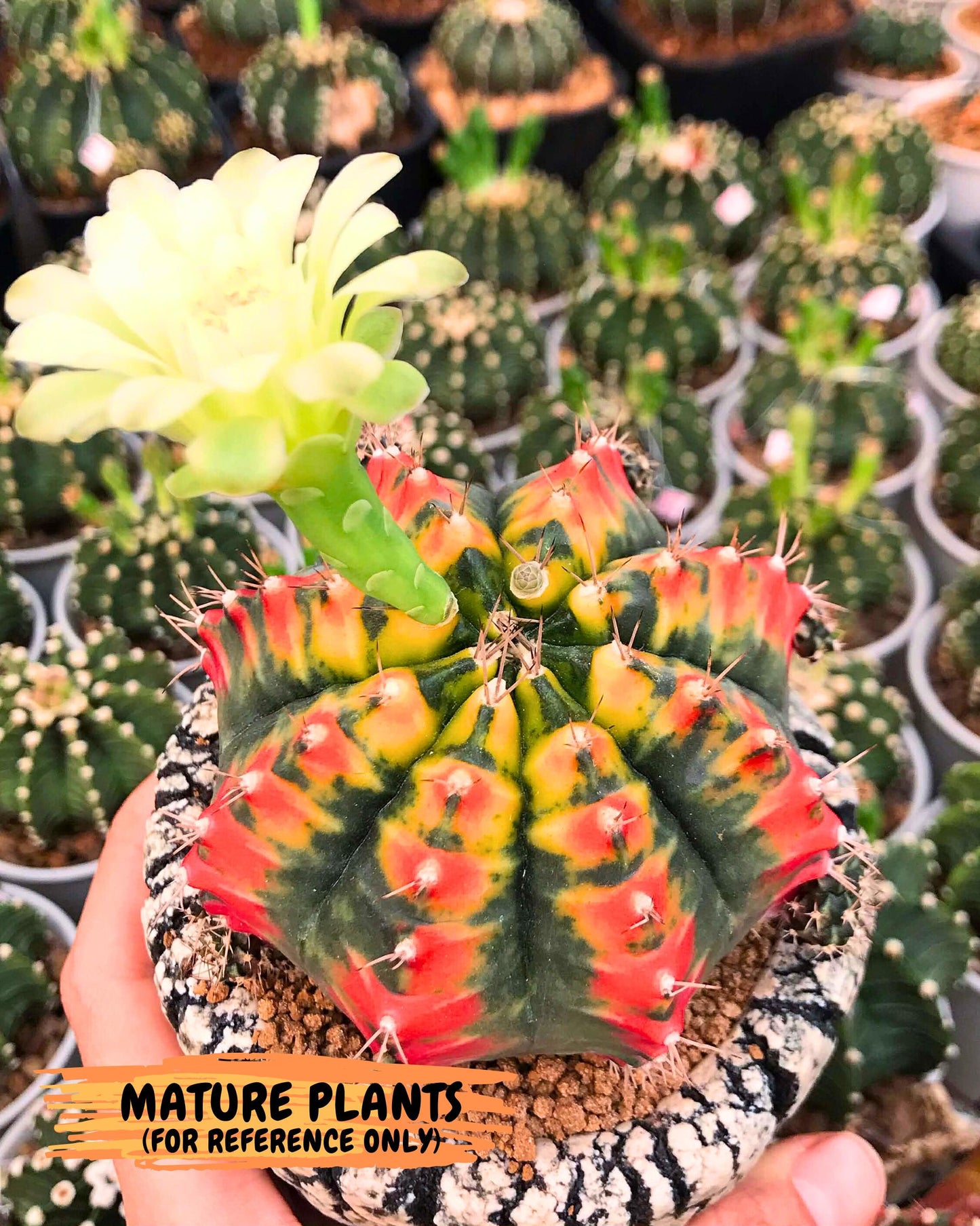 Gymnocalycium Mandarin (gy7) (g3) | Rare Hybrid cactus