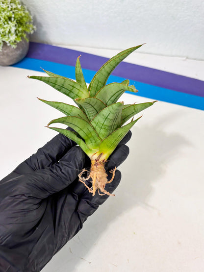 Sansevieria Mega (Ha5) (1) | Rare Collection