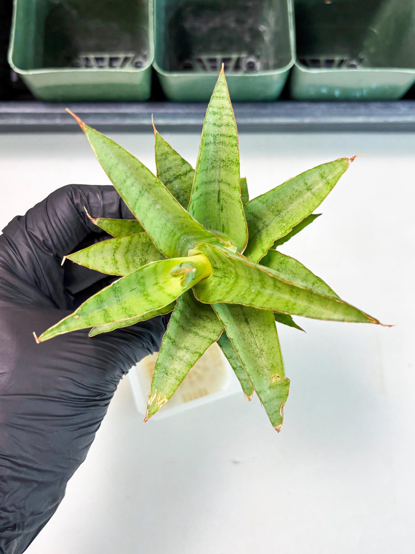 Sansevieria Mega (Ha5) (1) | Rare Collection