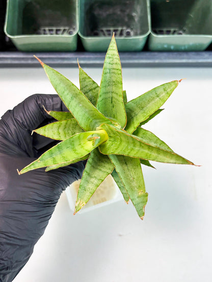 Sansevieria Mega (Ha5) (1) | Rare Collection