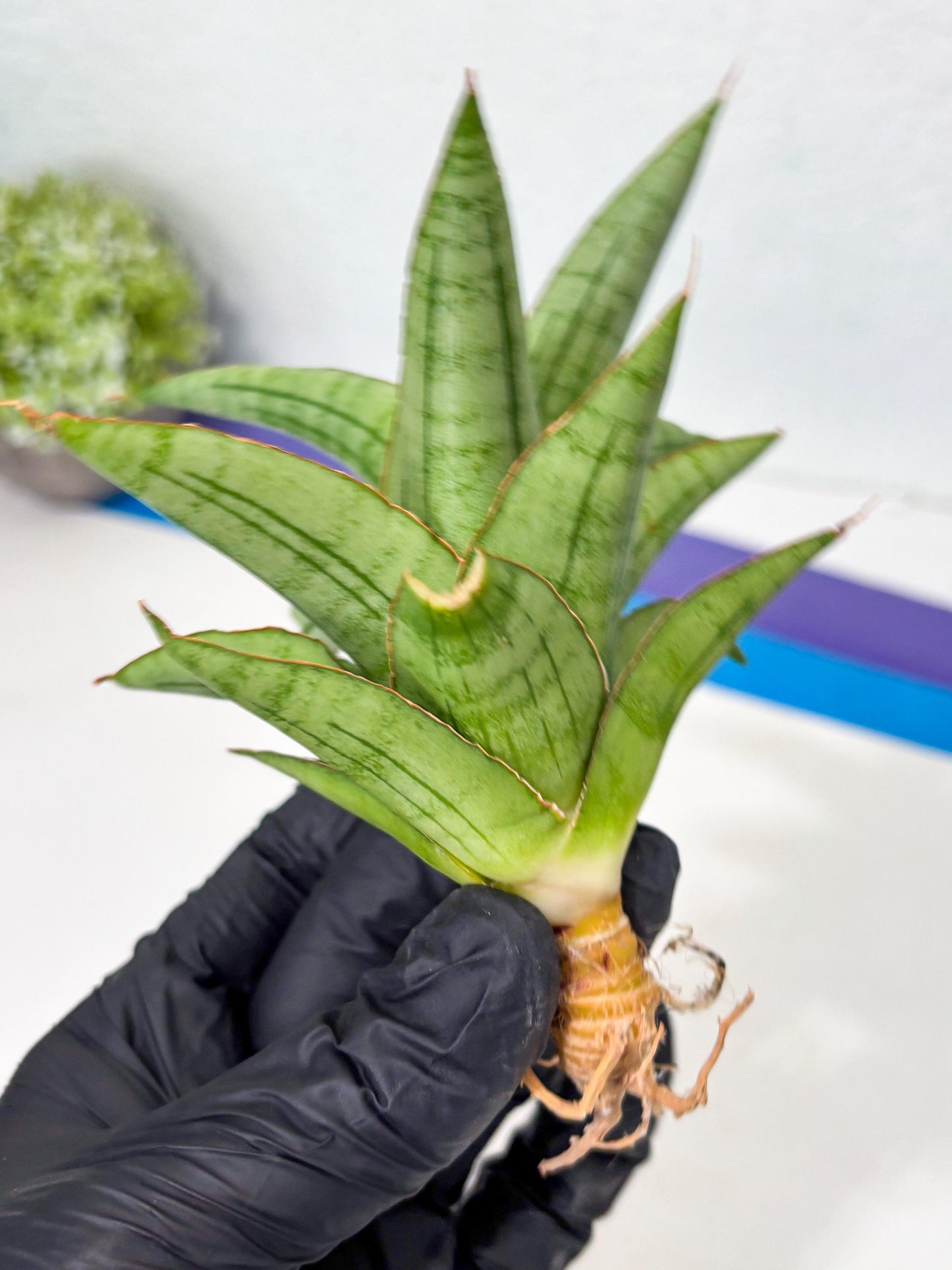 Sansevieria Mega (Ha5) (1) | Rare Collection