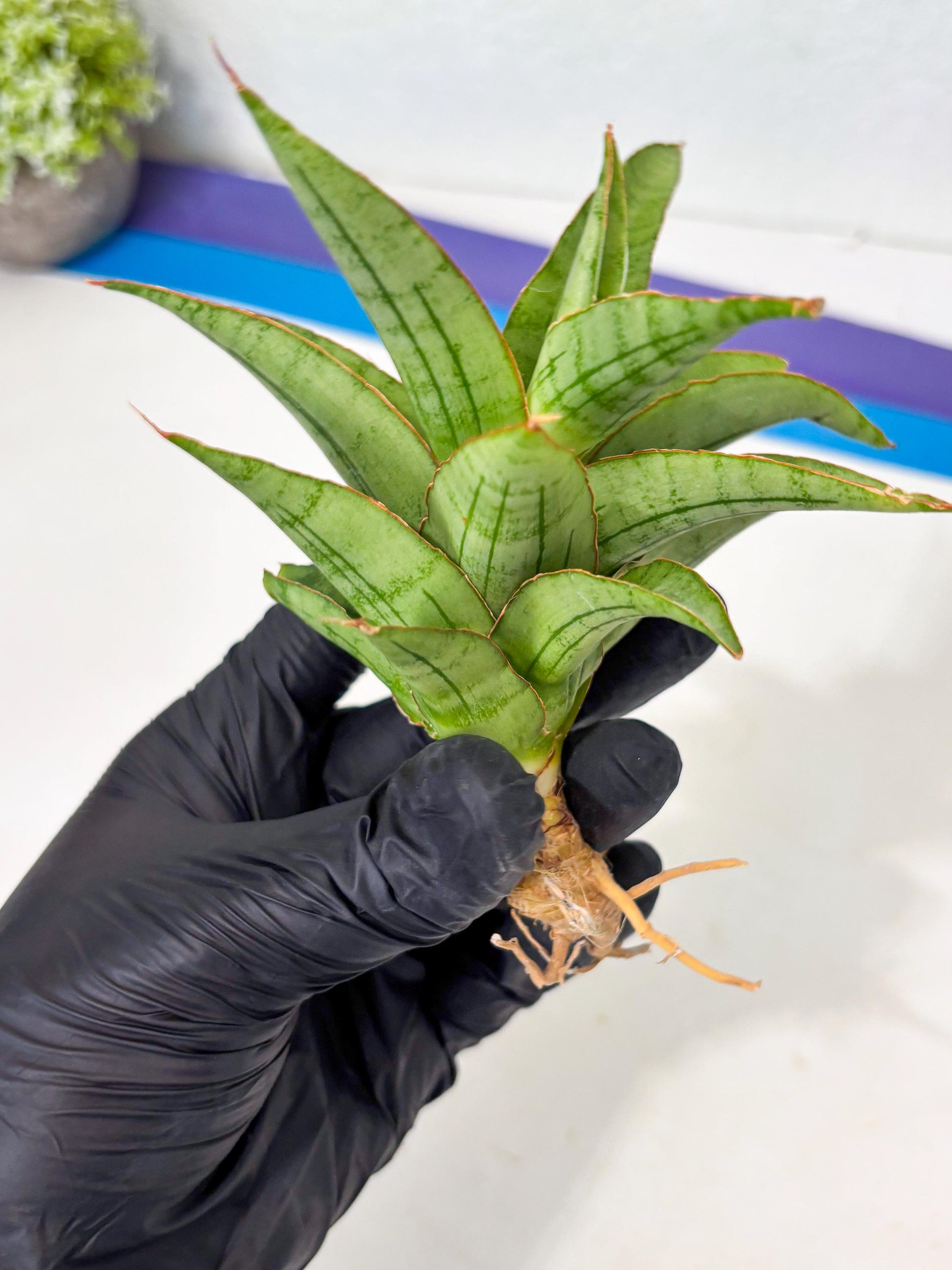 Sansevieria Mega (Ha5) (1) | Rare Collection