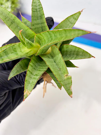 Sansevieria Mega (Ha5) (1) | Rare Collection