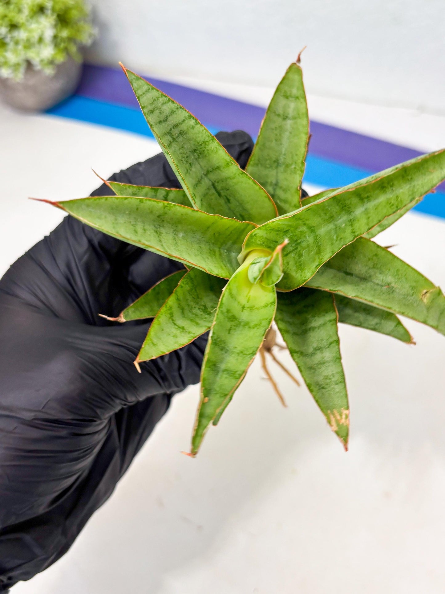 Sansevieria Mega (Ha5) (1) | Rare Collection