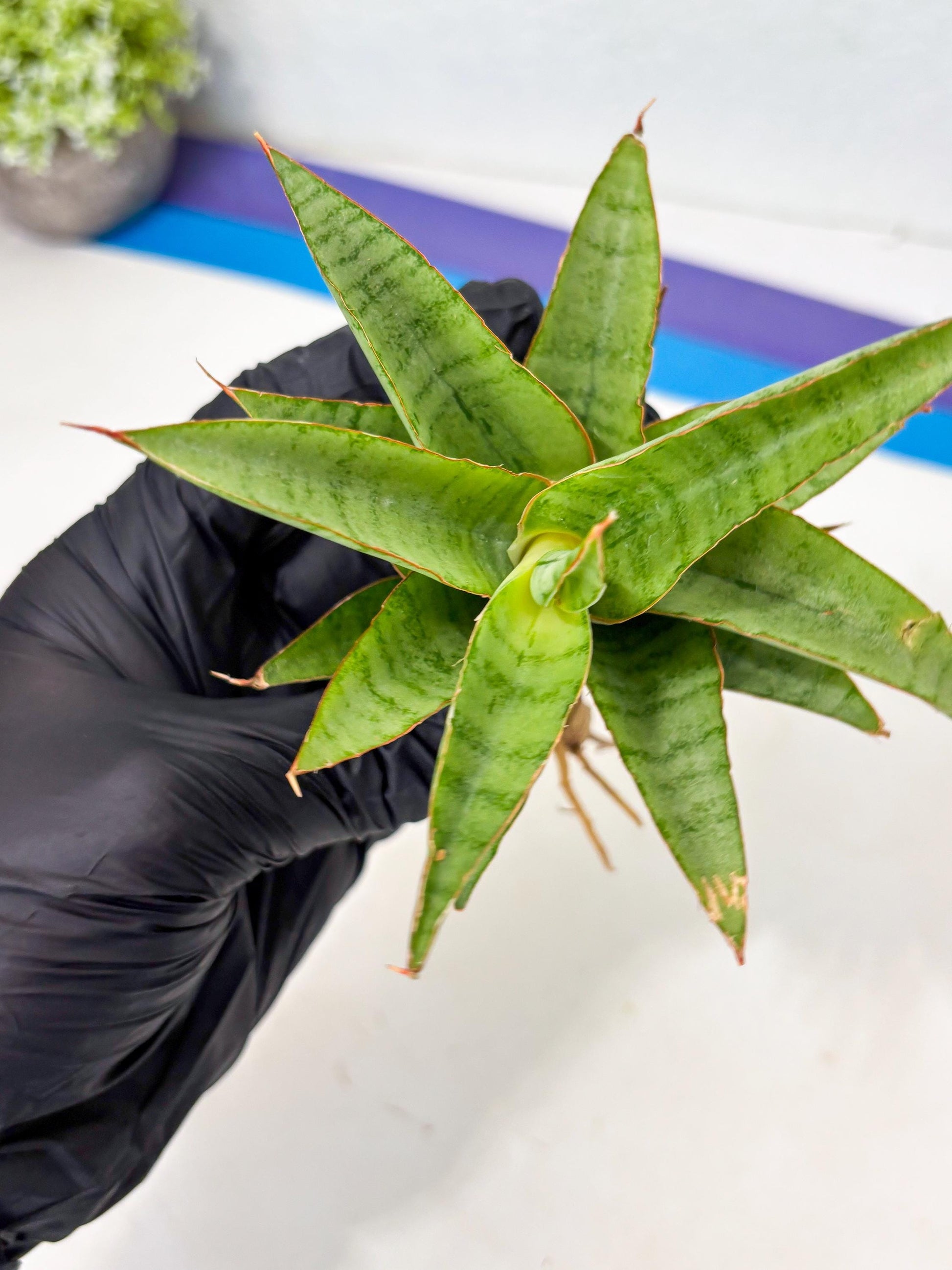 Sansevieria Mega (Ha5) (1) | Rare Collection