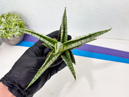 Sansevieria Nalika x Kaish (Ha5) (2) | Rare Collection