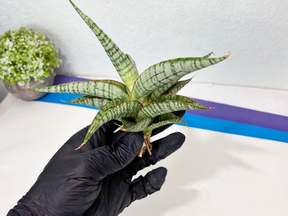 Sansevieria Nalika x Kaish (Ha5) (2) | Rare Collection
