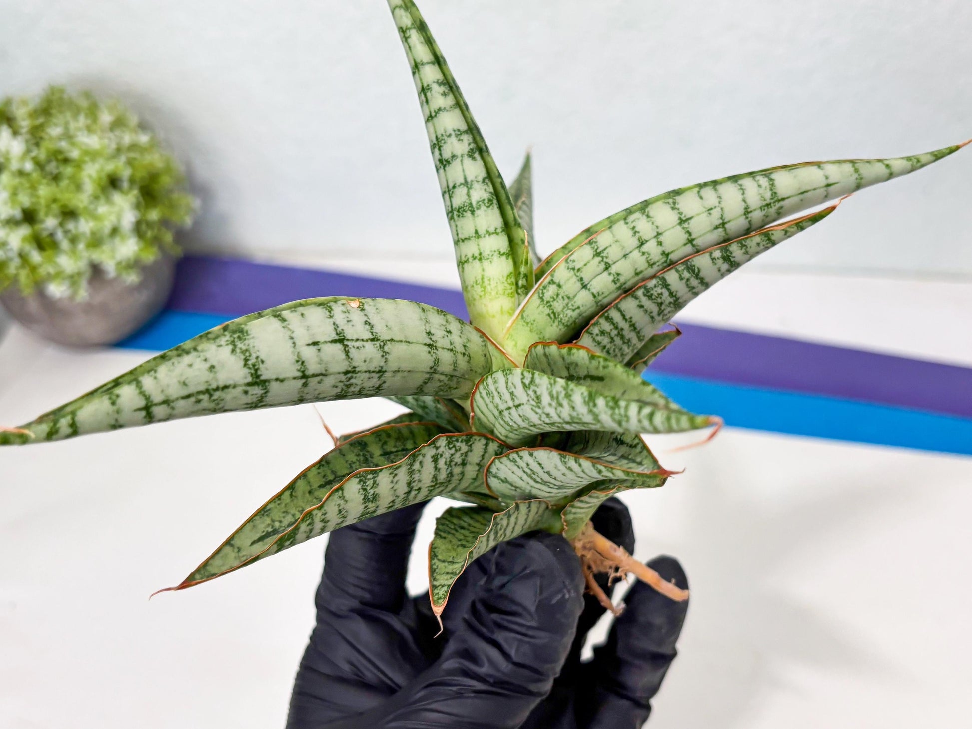 Sansevieria Nalika x Kaish (Ha5) (2) | Rare Collection