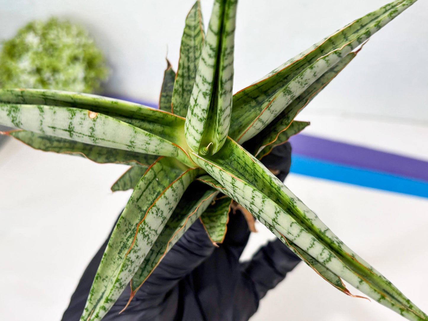 Sansevieria Nalika x Kaish (Ha5) (2) | Rare Collection