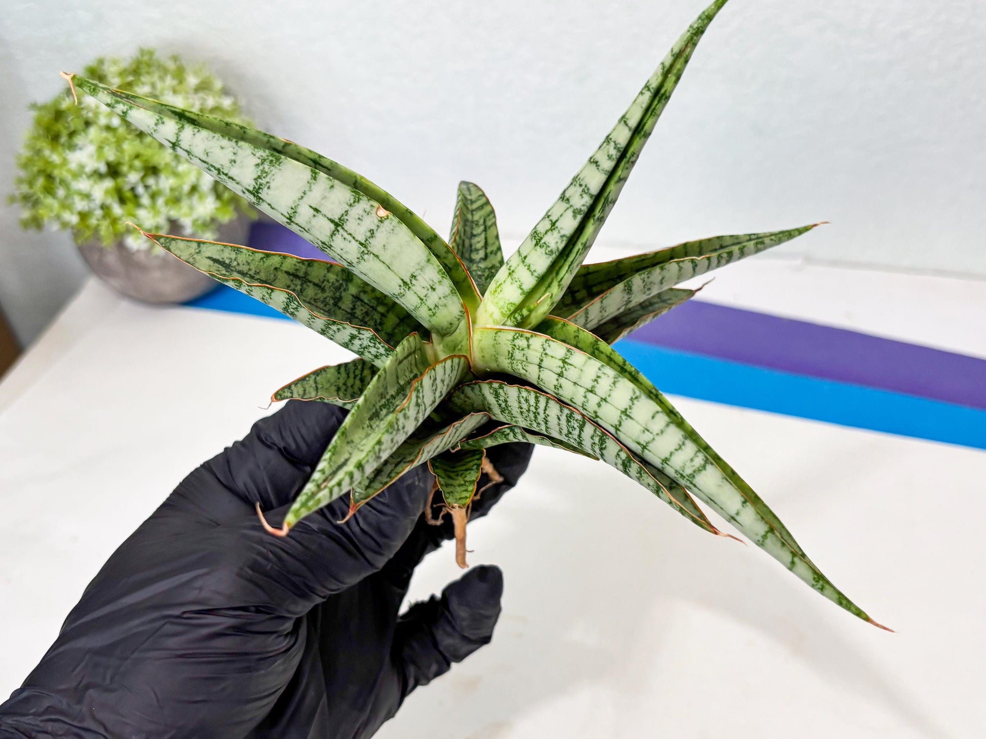 Sansevieria Nalika x Kaish (Ha5) (2) | Rare Collection