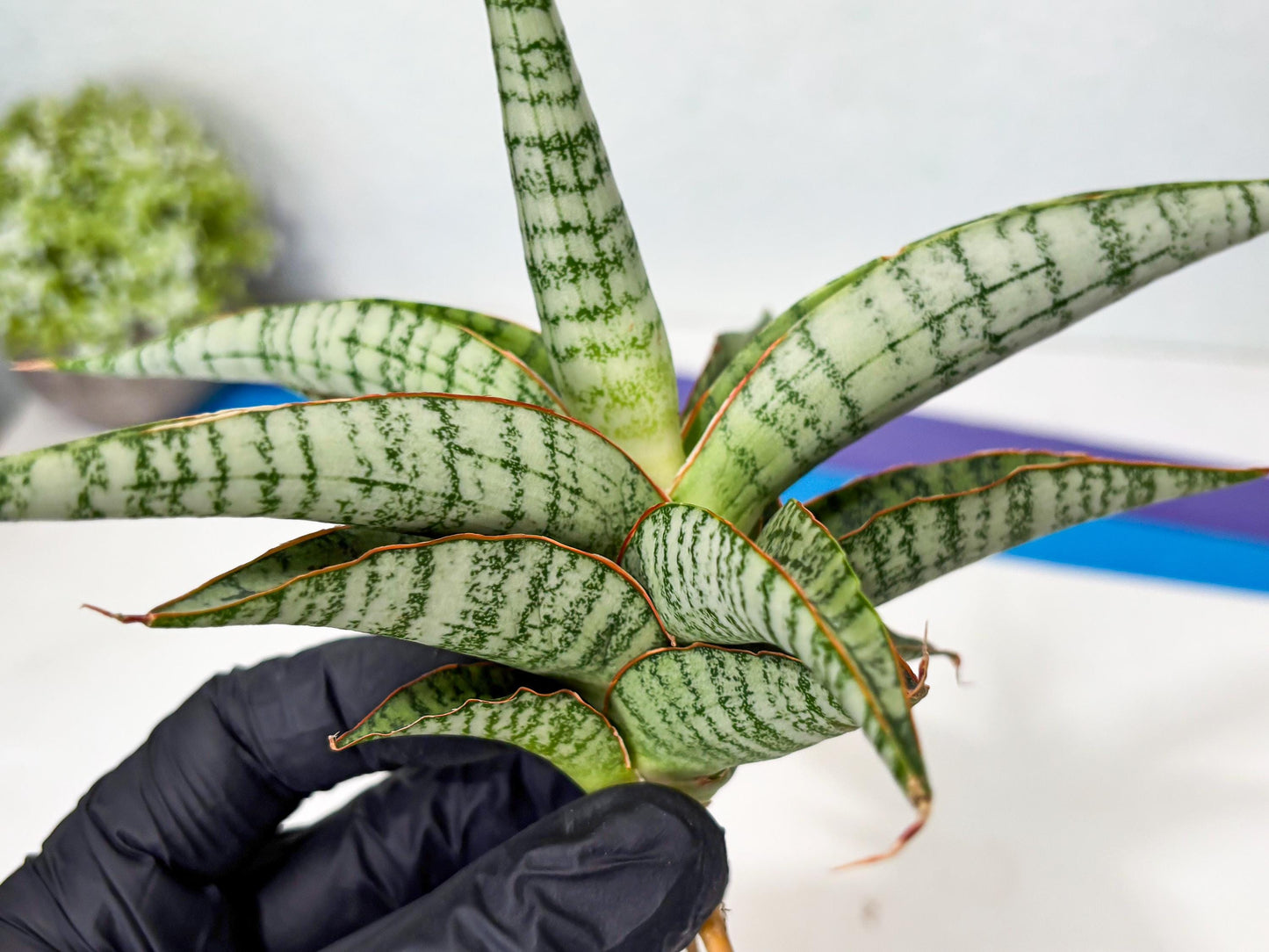 Sansevieria Nalika x Kaish (Ha5) (2) | Rare Collection