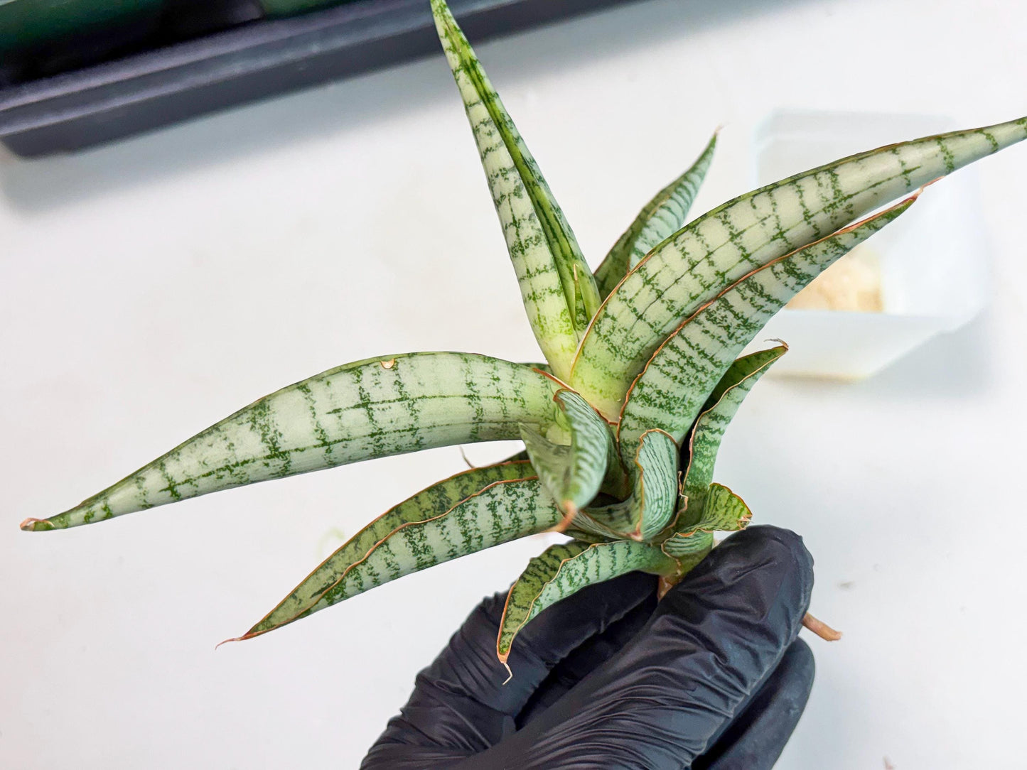 Sansevieria Nalika x Kaish (Ha5) (2) | Rare Collection
