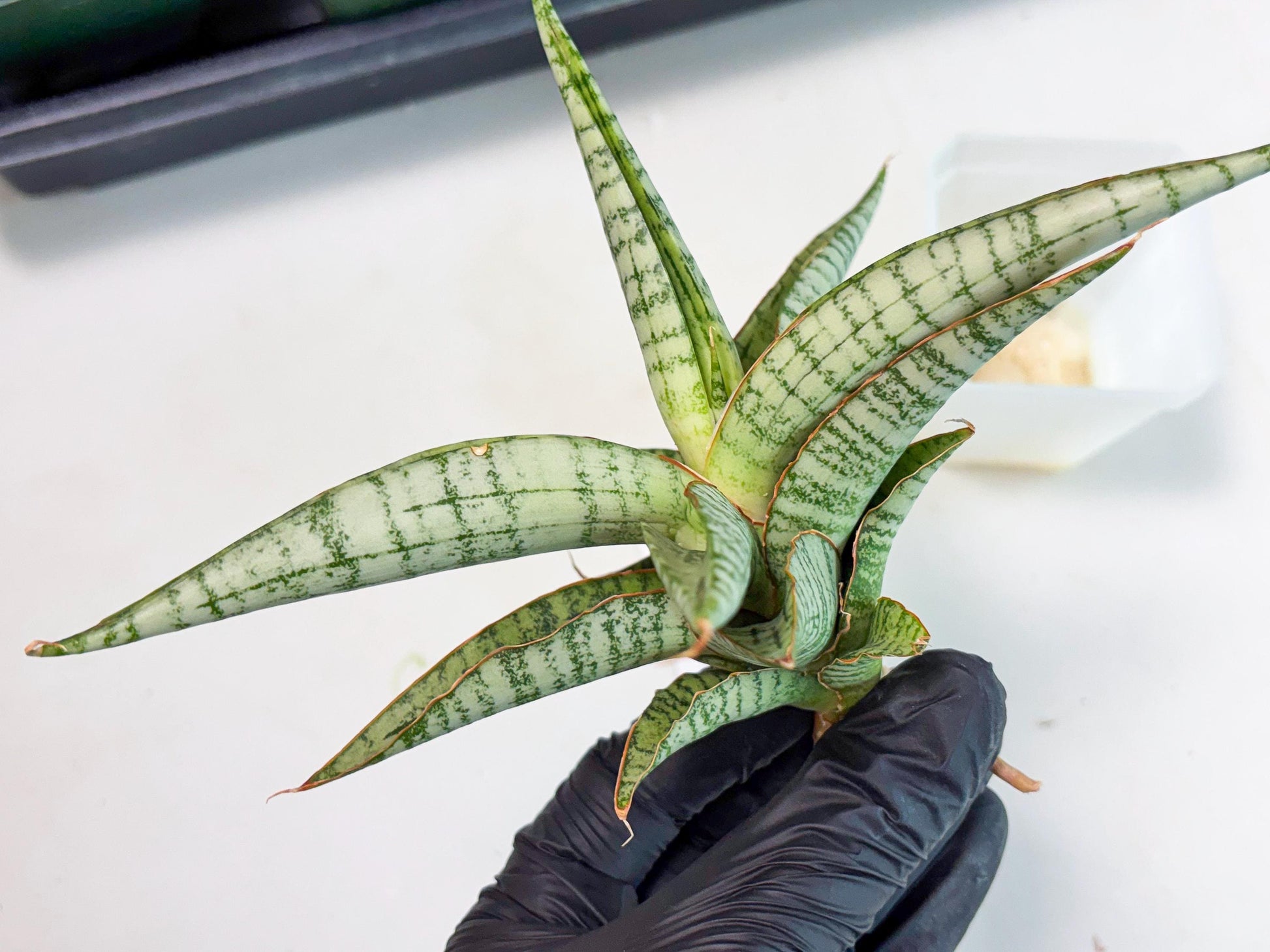 Sansevieria Nalika x Kaish (Ha5) (2) | Rare Collection