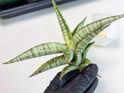 Sansevieria Nalika x Kaish (Ha5) (2) | Rare Collection