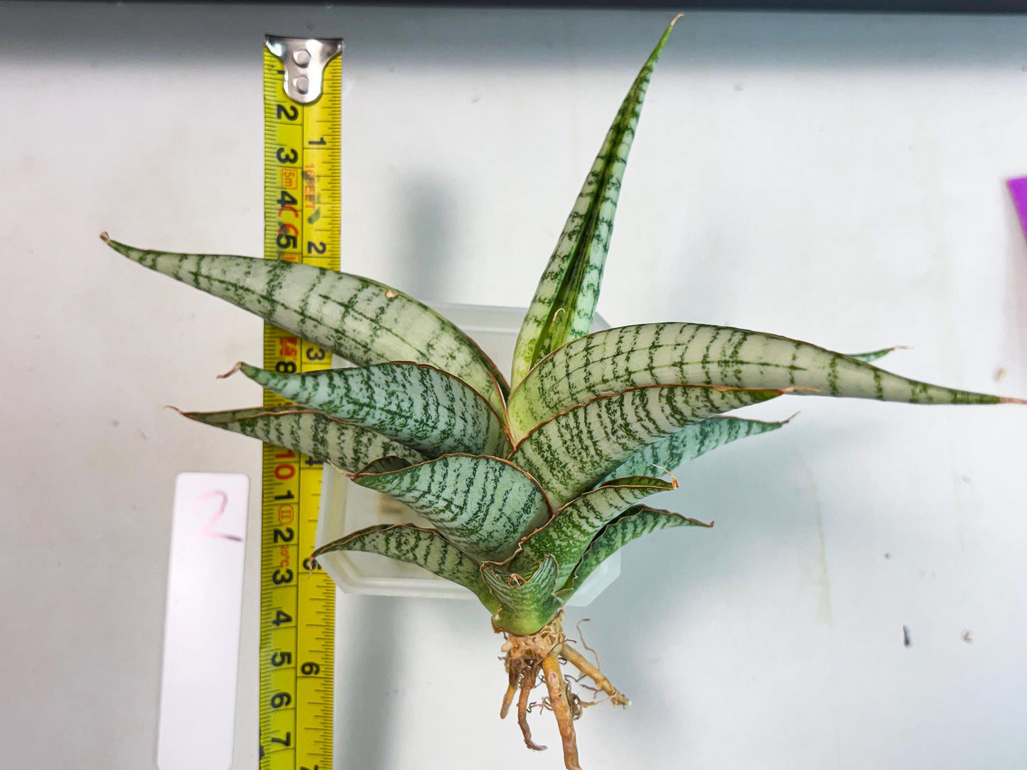 Sansevieria Nalika x Kaish (Ha5) (2) | Rare Collection