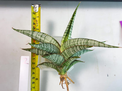 Sansevieria Nalika x Kaish (Ha5) (2) | Rare Collection
