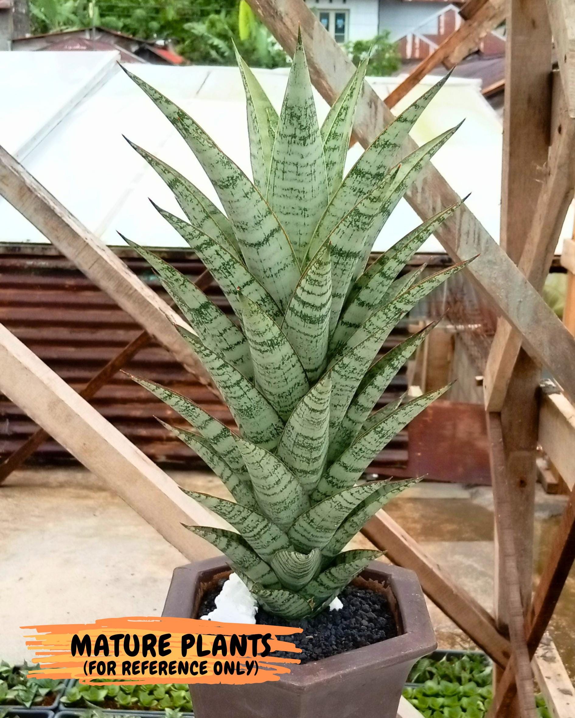 Sansevieria Madona (Ha5) (3) | Rare Collection
