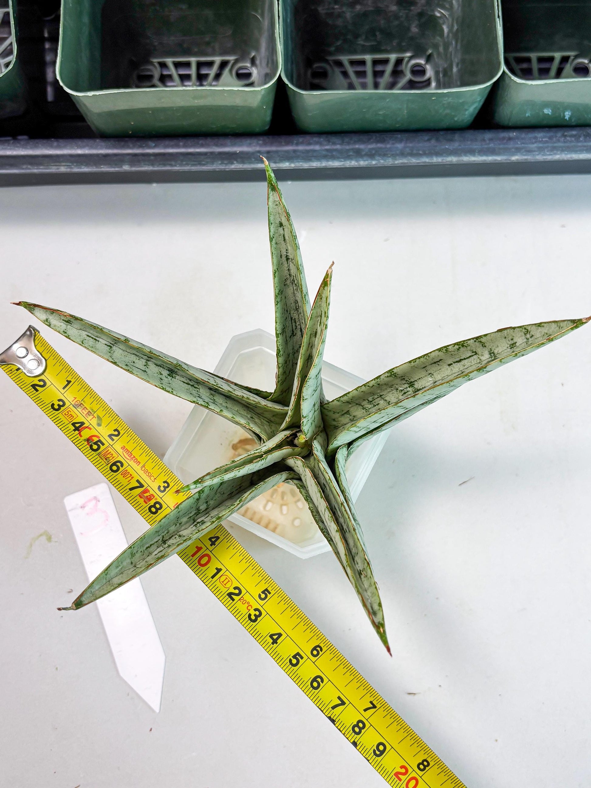Sansevieria Madona (Ha5) (3) | Rare Collection
