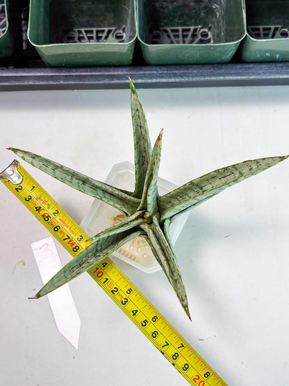 Sansevieria Madona (Ha5) (3) | Rare Collection