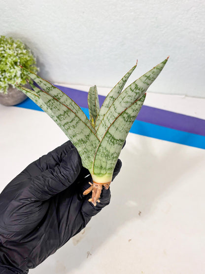 Sansevieria Madona (Ha5) (3) | Rare Collection