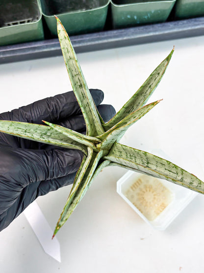 Sansevieria Madona (Ha5) (3) | Rare Collection
