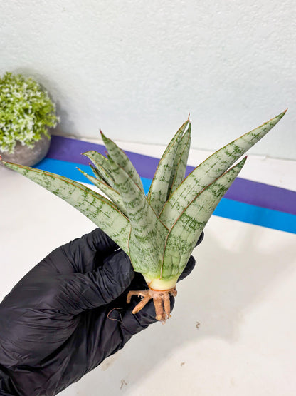 Sansevieria Madona (Ha5) (3) | Rare Collection