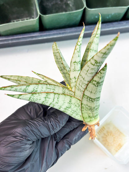 Sansevieria Madona (Ha5) (3) | Rare Collection