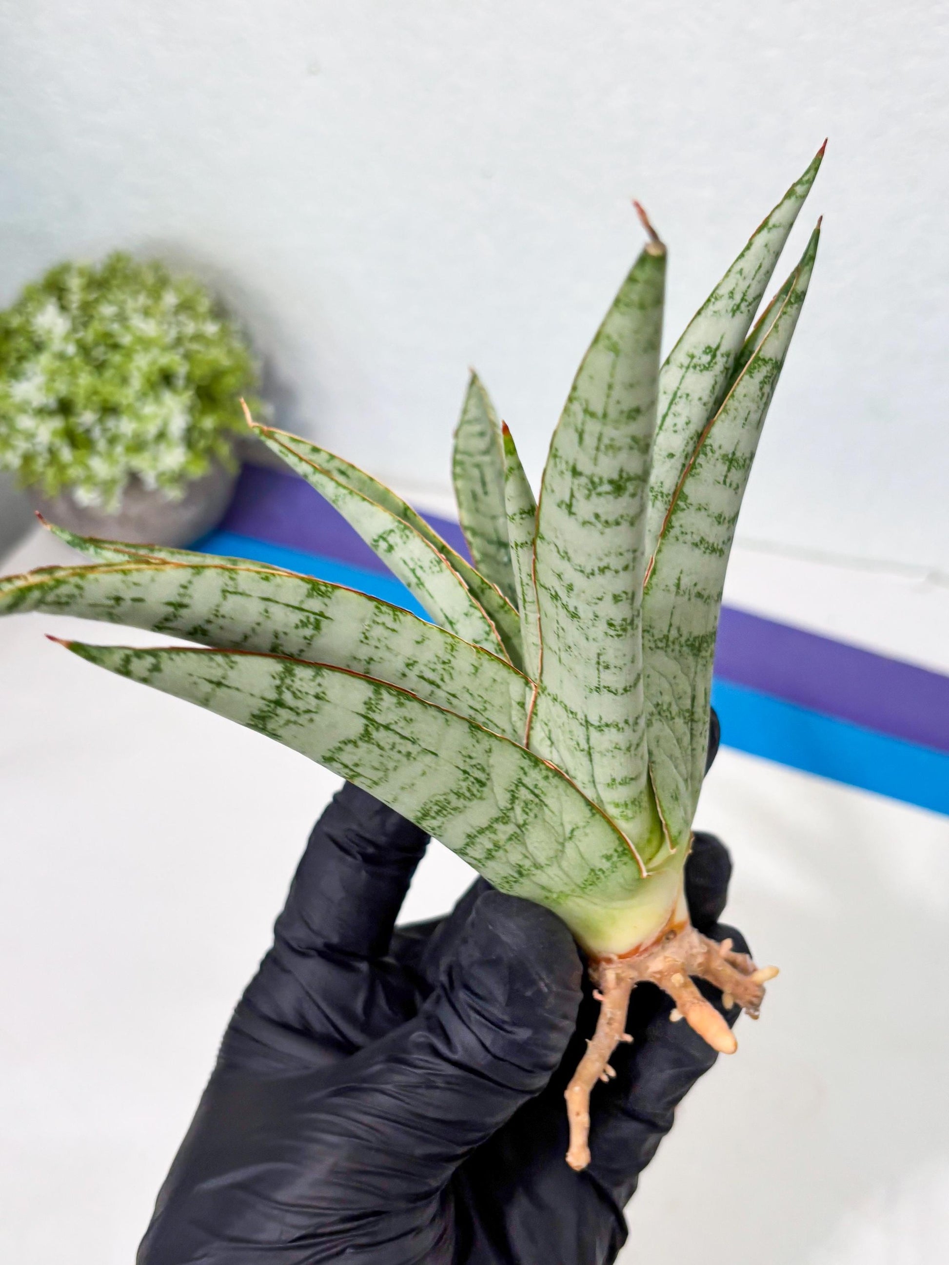 Sansevieria Madona (Ha5) (3) | Rare Collection