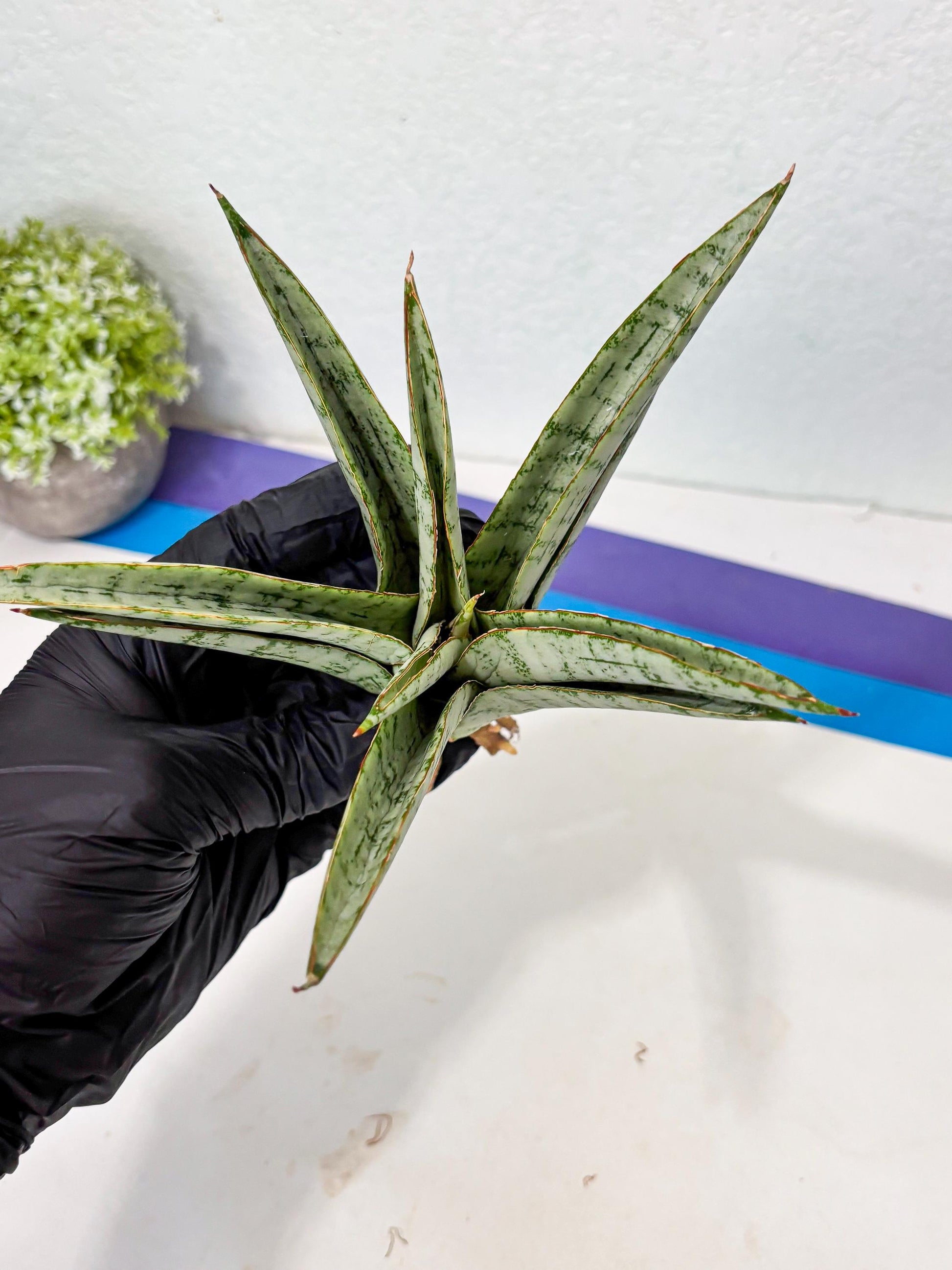 Sansevieria Madona (Ha5) (3) | Rare Collection