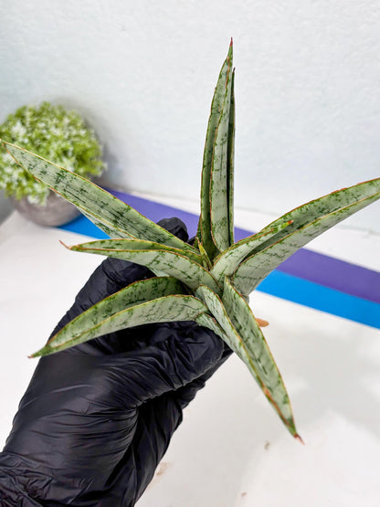Sansevieria Madona (Ha5) (3) | Rare Collection