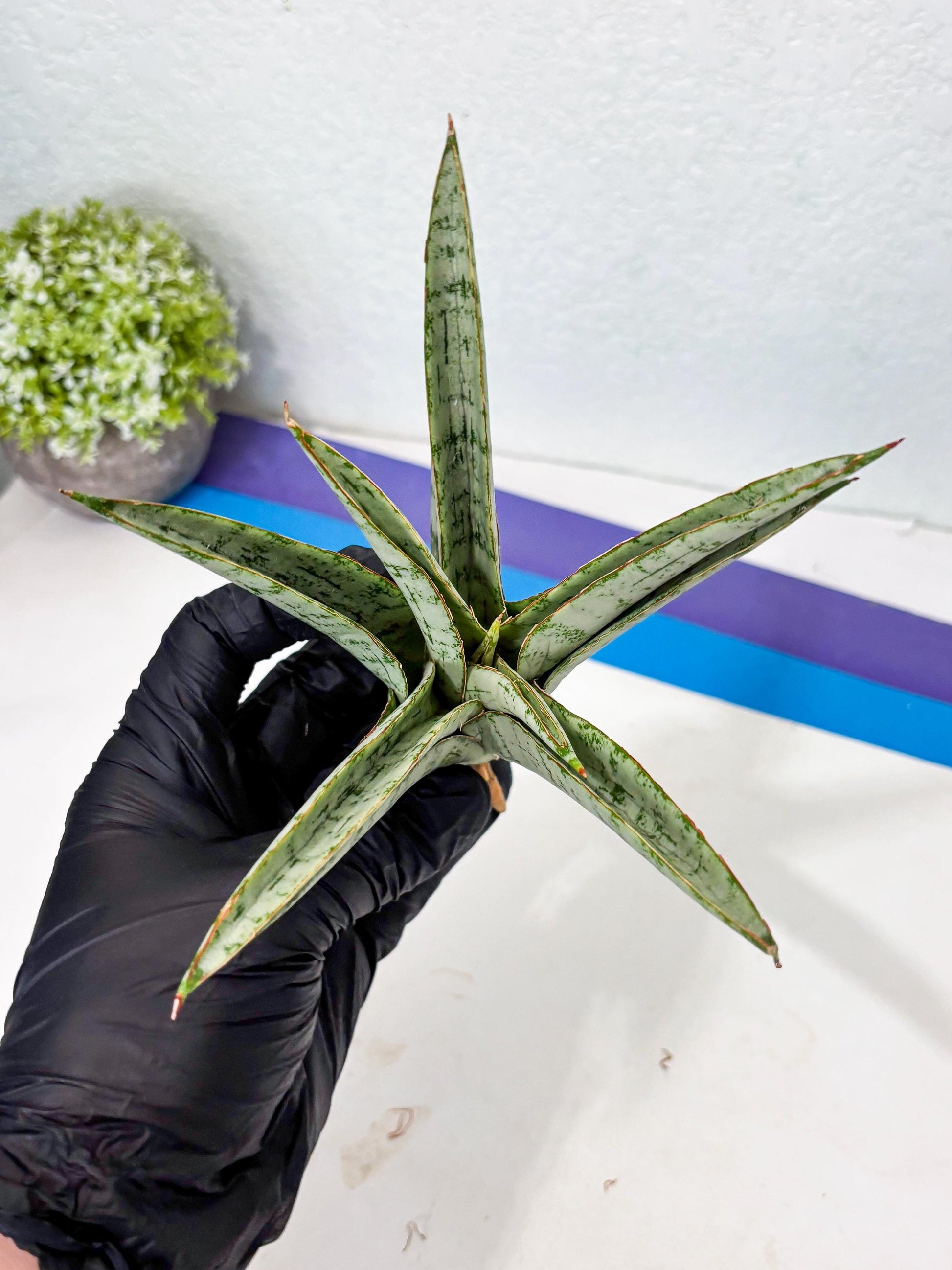 Sansevieria Madona (Ha5) (3) | Rare Collection