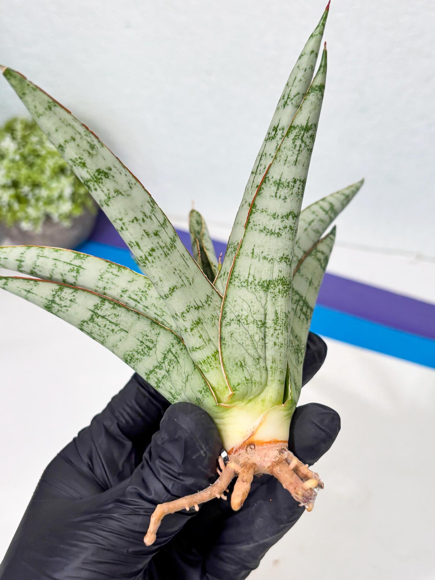 Sansevieria Madona (Ha5) (3) | Rare Collection