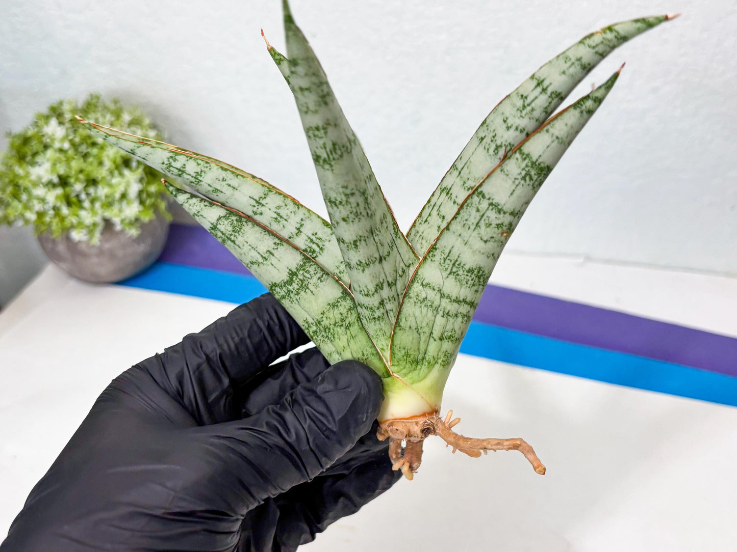 Sansevieria Madona (Ha5) (3) | Rare Collection