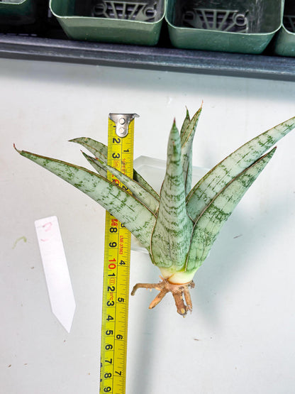 Sansevieria Madona (Ha5) (3) | Rare Collection