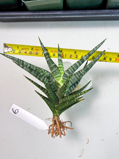 Sansevieria Motomo x Boncel (Ha5) (6) | Imported