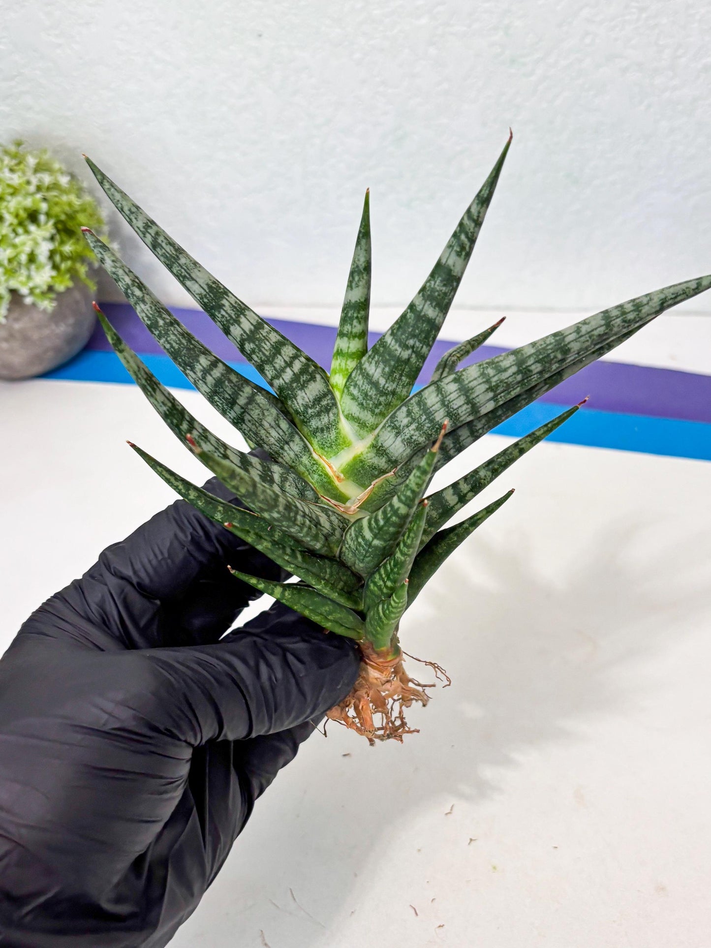 Sansevieria Motomo x Boncel (Ha5) (6) | Imported
